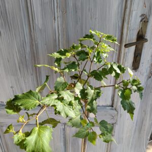 Lipa malolistá "Tilia Cordata" kmienok 90 cm,  kont. 3 L