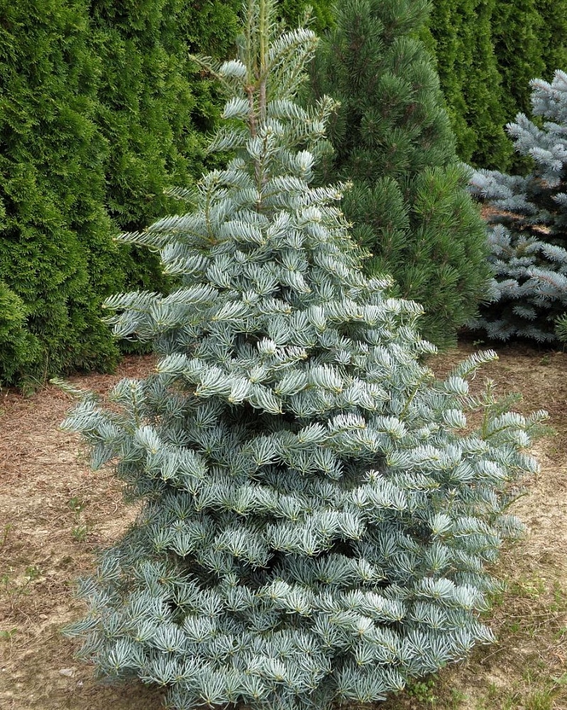 ABIES-CONCOLOR-HEXE-kont-40-60