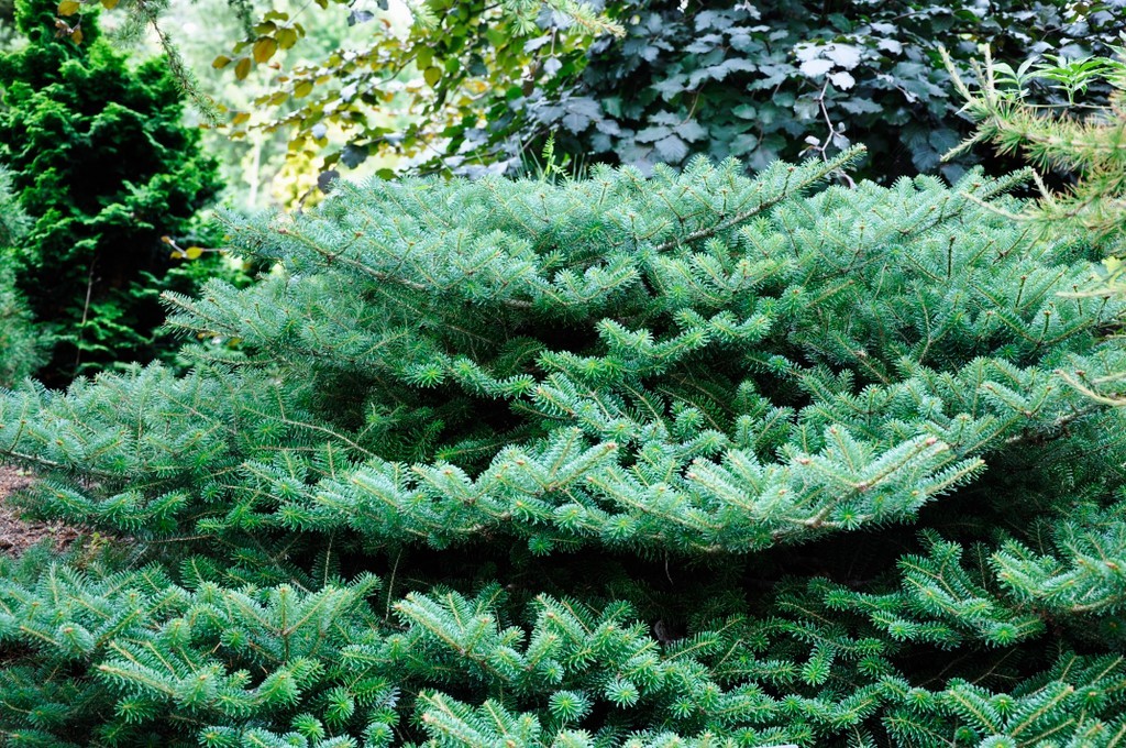 ABIES-KOREANA-BLAUER-PFIFF-kont-125-150-EXTRA