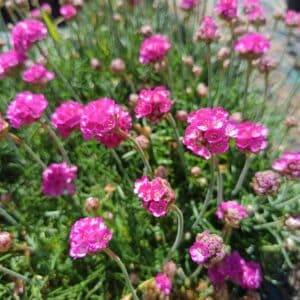 Trávnička prímorská "RUBRIFOLIA" kont. 9x9