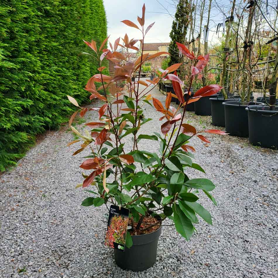 Photinia-Red-Robin